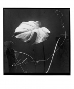 Fikus shining_1998