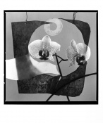 Orchidea konstrukt I. (Z. Pešánek)_2003