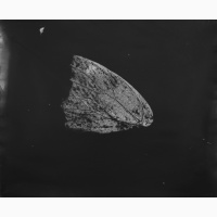 1R8A0067.JPG